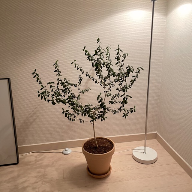 잎이-작은-올리브나무는-열매를-맺기-힘듭니다