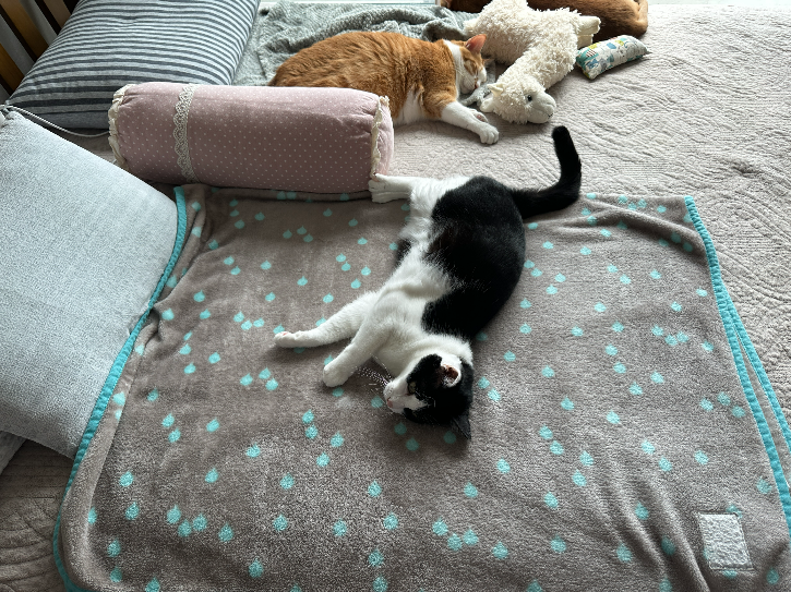 다시_발라당_발라당