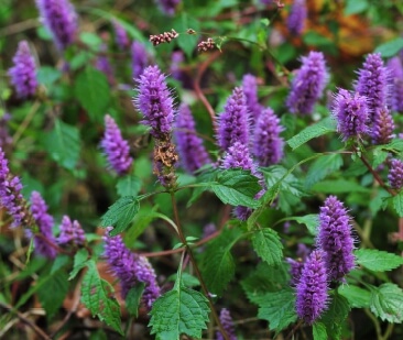 향기로 피어나는 꽃향유의 모든 것