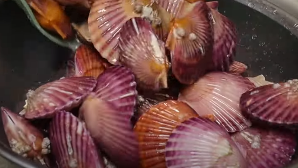 가리비-해감하는법