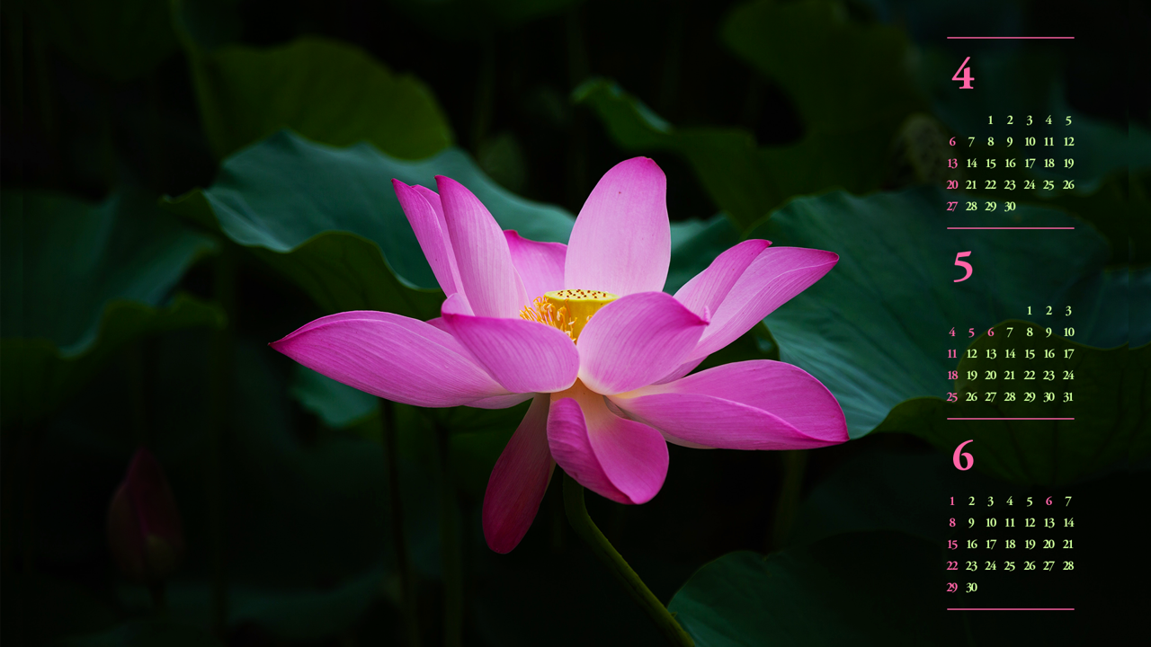 11 연꽃잎 사이로 보이는 꽃턱 B - 2025년5월 노트북배경화면