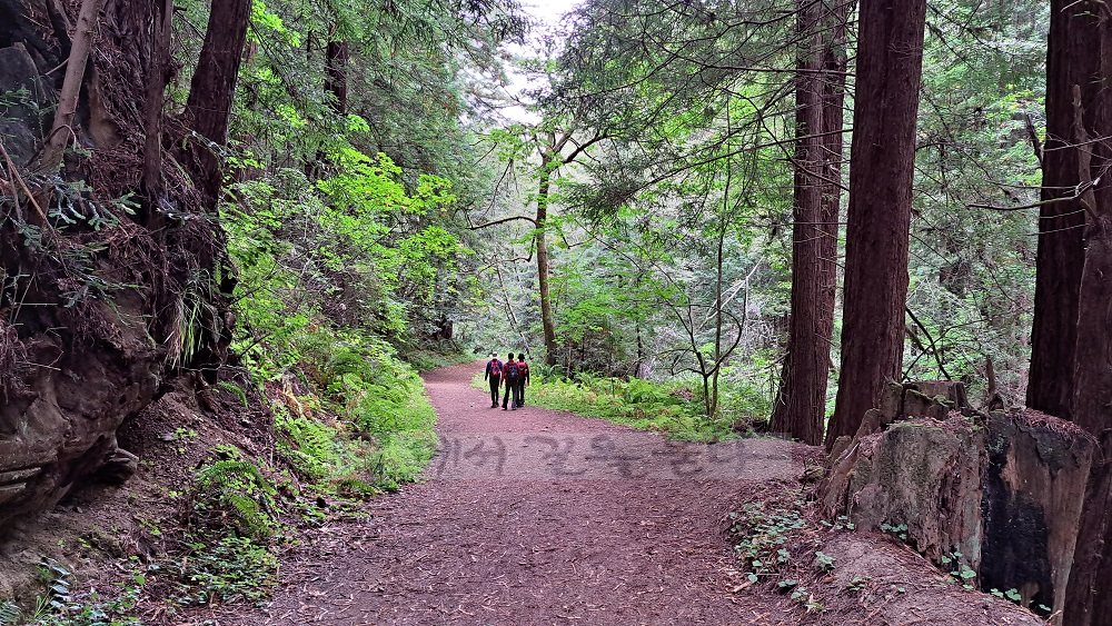 Purisima Creek Redwoods Open Space Preserve