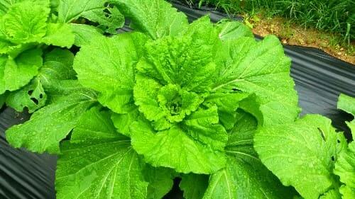 가을배추-김장베추-모종-정식-배추-재배밭-물주기-생육장해