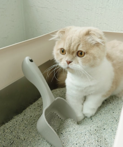 고양이 화장실