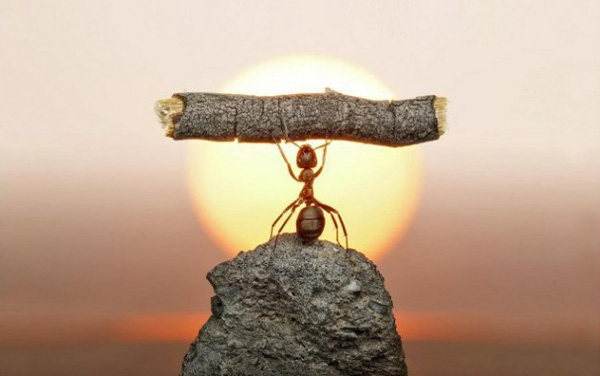 개미는 정말 튼튼합니다