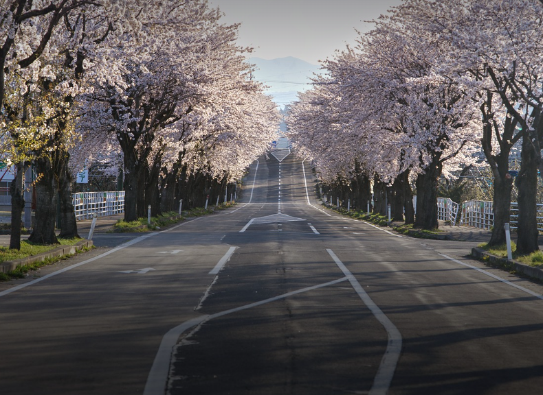 올해 꼭 가봐야 할 벚꽃 여행지 (강릉, 전주, 진해)