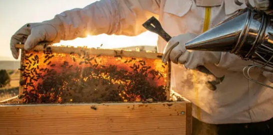 영천 꿀벌 양봉 체험 농장 및 식당 안내 아리오소 
