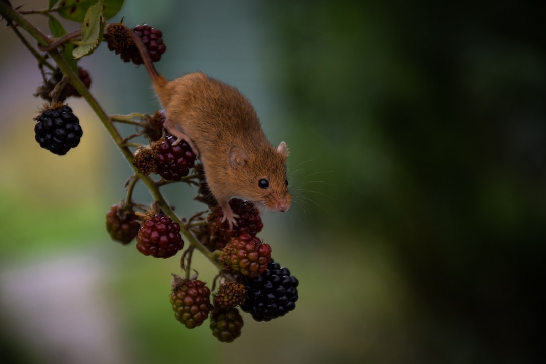 Mouse
