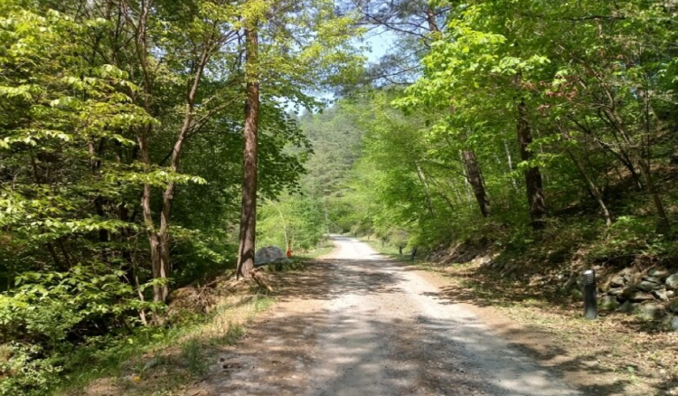 태백고원 자연휴양림