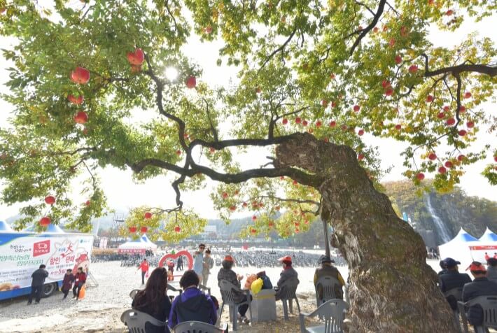 전국 가을축제 일정