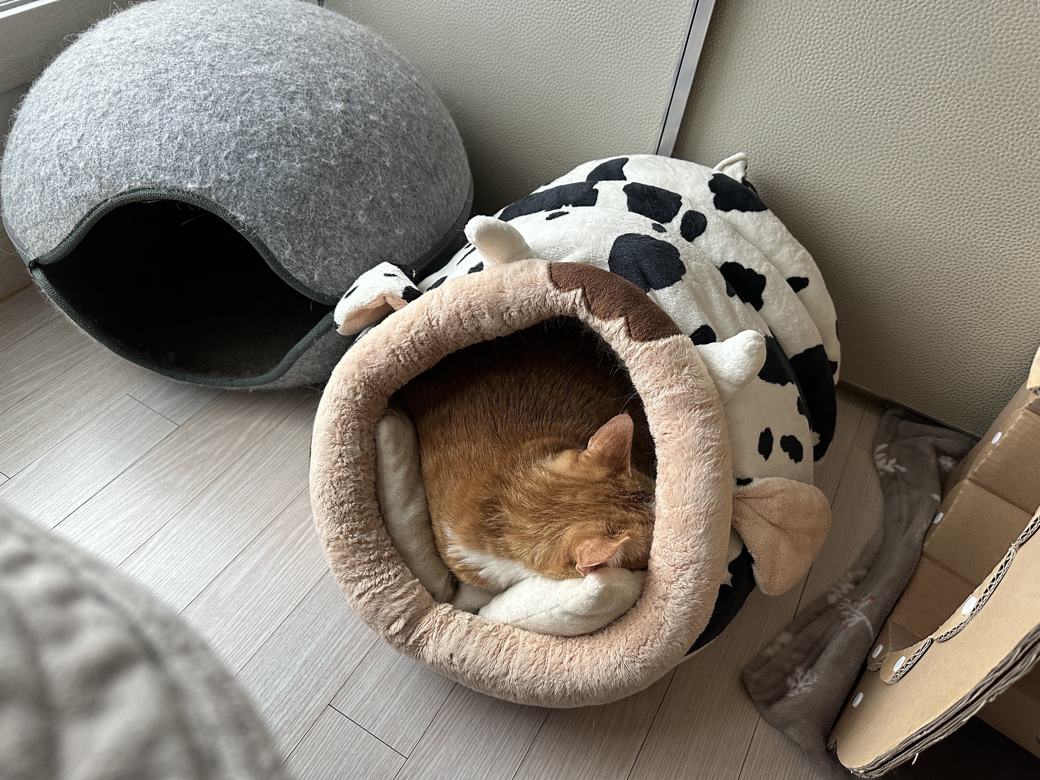 오랜만에 평화로운 아홉냥이네 아침풍경