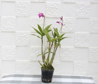 긴기아난 기르는법 꽃피우기 분갈이 물주기 꿀팁_2