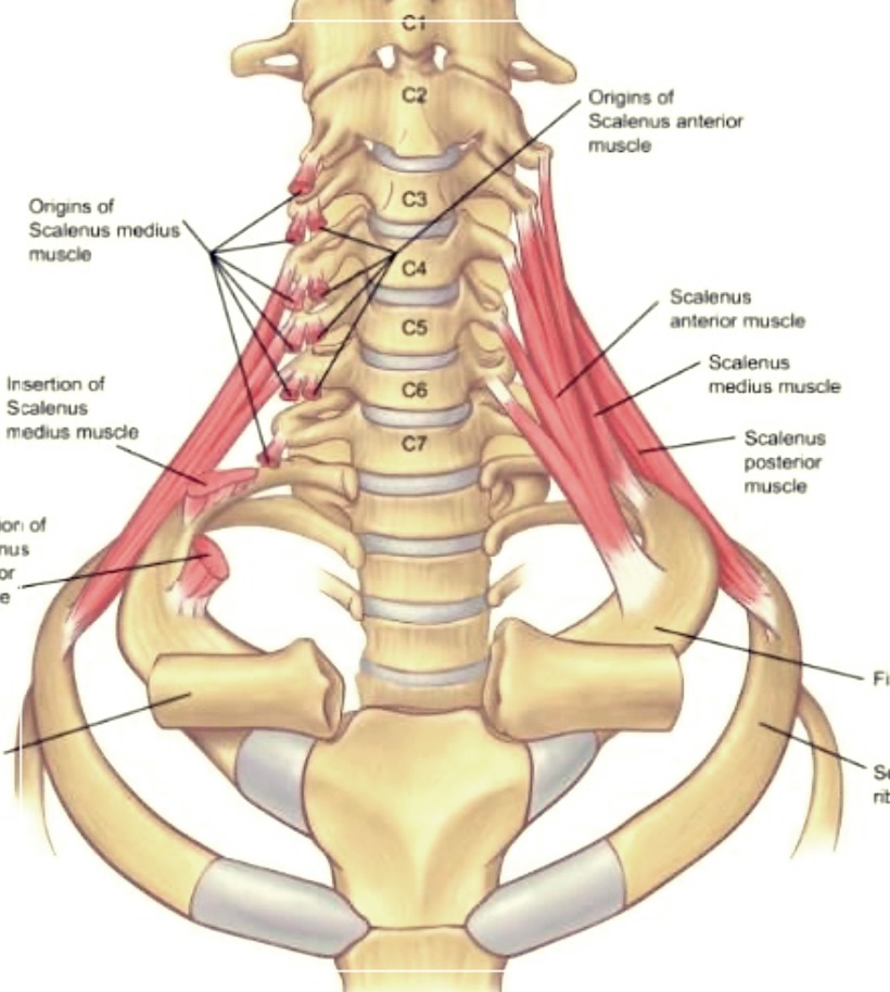 사각근이 아플 때, 당신이 알아야 할 모든 것