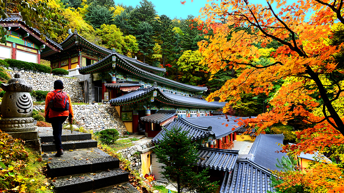 월정사 & 전나무 숲길 – 명상과 힐링의 공간