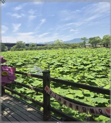 세미원 연꽃축제22