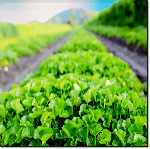 병풀 제배하는 사진