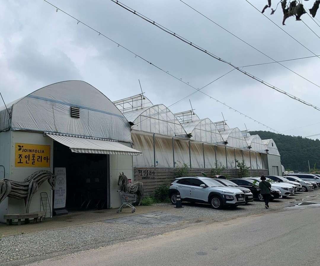 나혼자산다 식물원 조인폴리아 율마