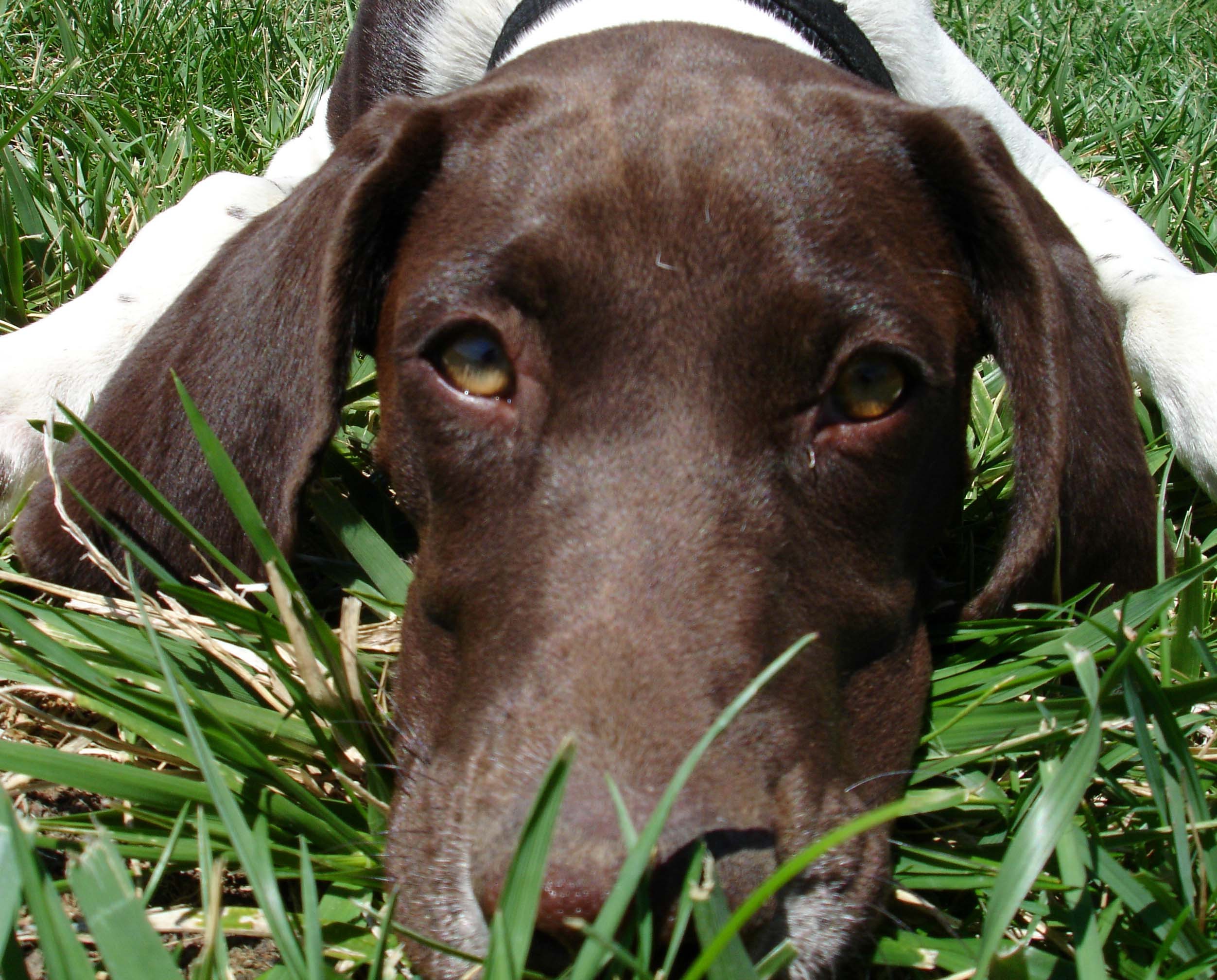 강이지 체온 체크 관련 사진