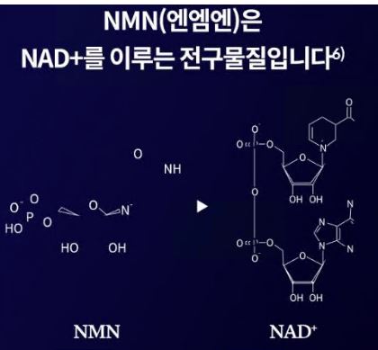 NMN-효능