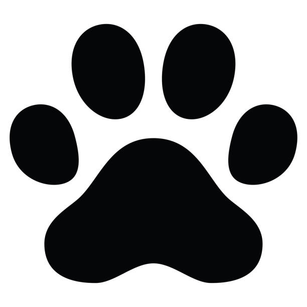 아픈 고양이 꿈 해몽