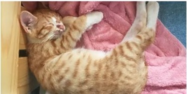 고양이 알러지 반응 대처법 - 알레르기 증상부터 원인 분석, 보호자가 꼭 해야 할 일