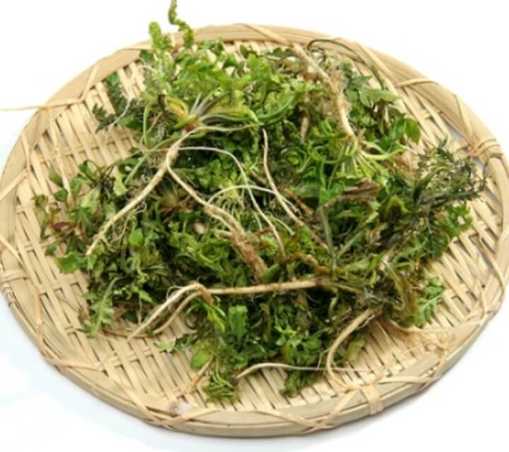 바구니에-담긴-냉이