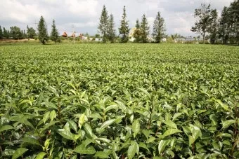 차나무 재배 잎 따기 시기 그늘 재배 향 유지_3