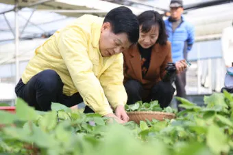 취나물 재배 반그늘 환경 배수 확보 연속 수확_11