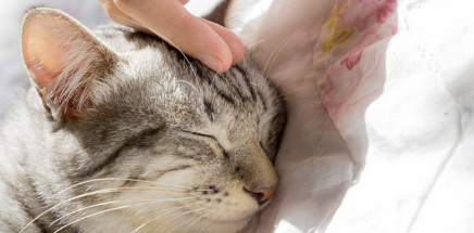 고양이