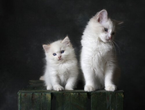 세계 고양이의날을 기념합니다!