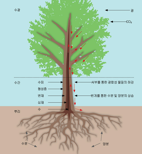 고로쇠물 효능 부작용 유통기한 먹는방법 구입방법 채취방법