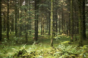 임업직불금 신청하기