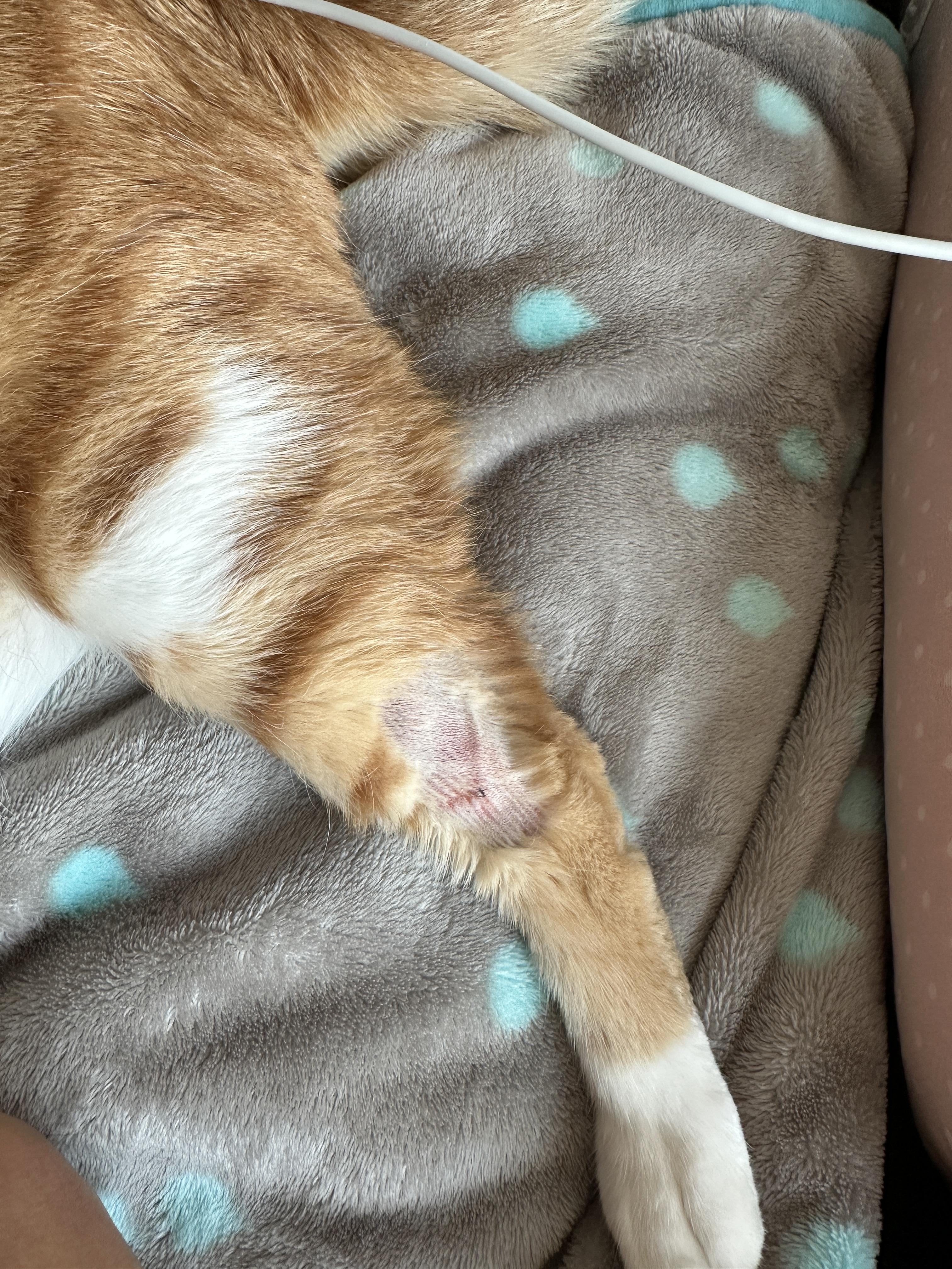 혈관_잡느라_털을_민_호야_뒷다리