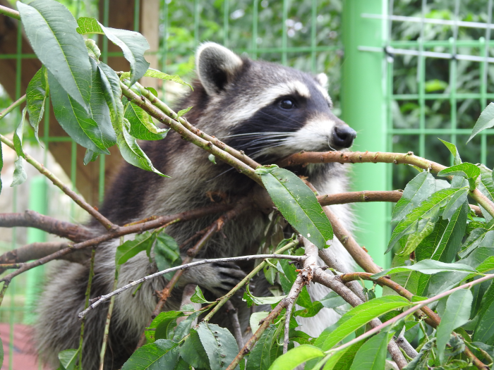 아침고요수목원 수국축제