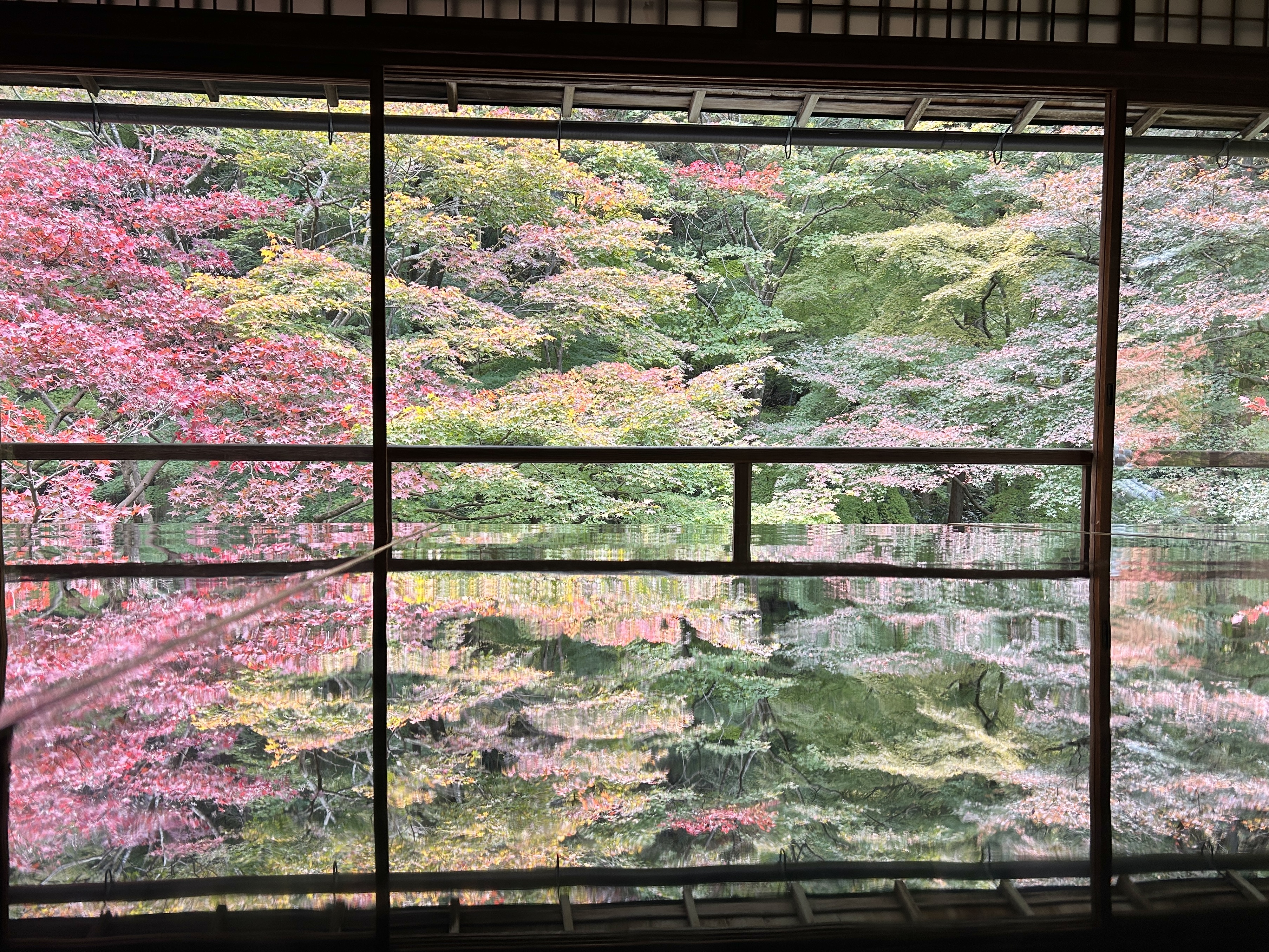 오사카 현지인도 간다! 교토 루리코인 가을단풍 명소 후기 관련사진