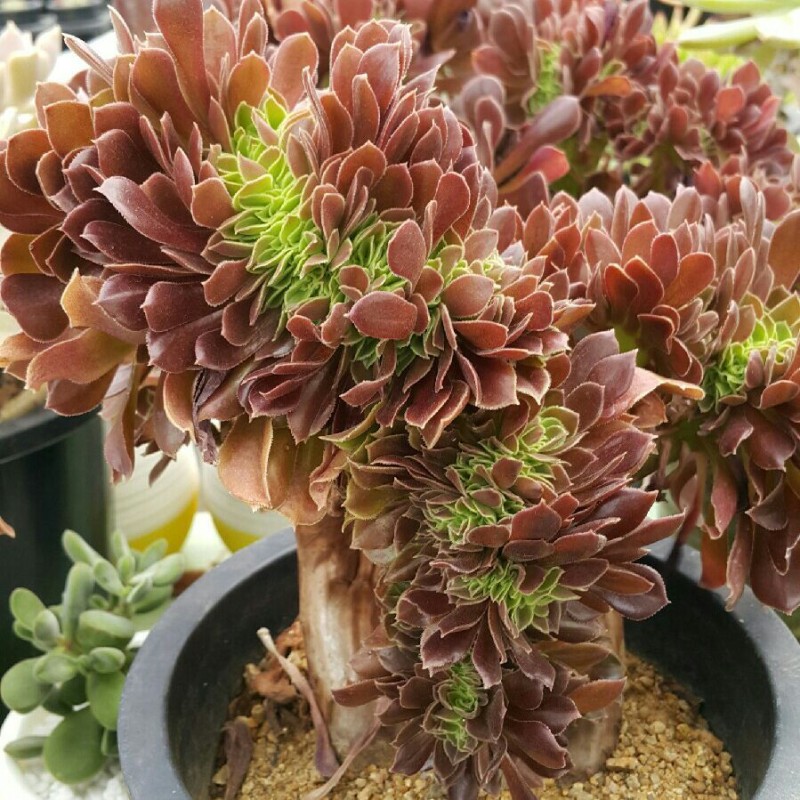 다육 철화