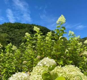 화담채 예약 방법