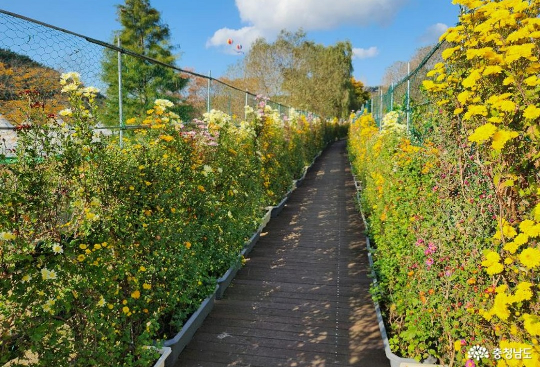 태안 국화축제