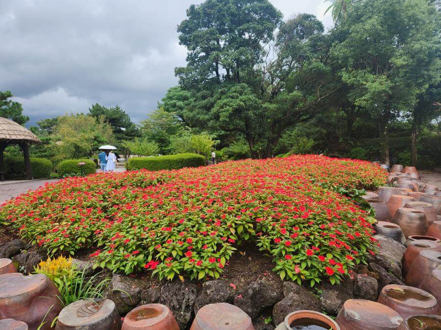 휴애리핑크뮬리축제