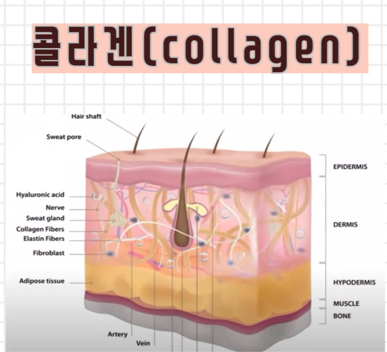 콜라겐의 피부층 구조