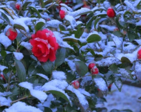 겨울 꽃 동백나무