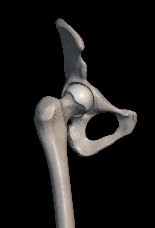 고관절 통증 원인 증상 치료법 총정리