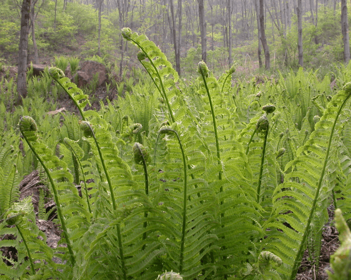 고사리-식물-사진