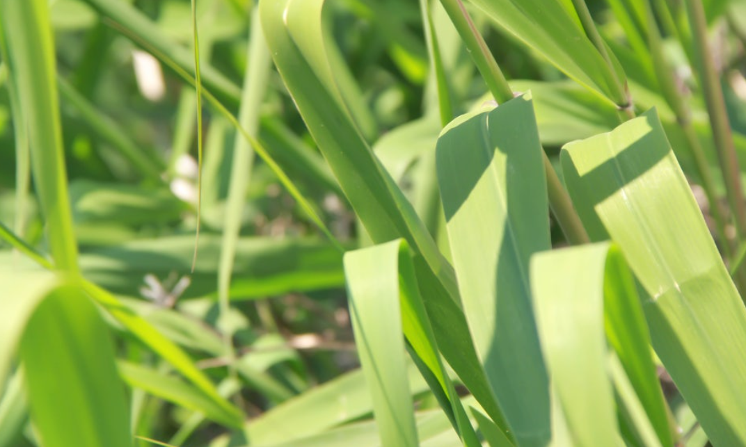 갈댓잎으로 찜 요리하기 관련 사진