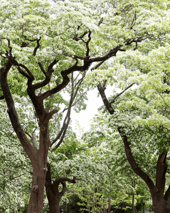 흥해향교-이팝나무 
