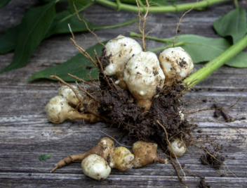 돼지감자 효능 먹는법 부작용 수확시기 등 총정리(돼지감자차)