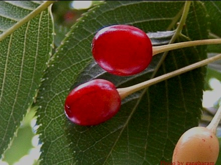 버찌 청 만들기 