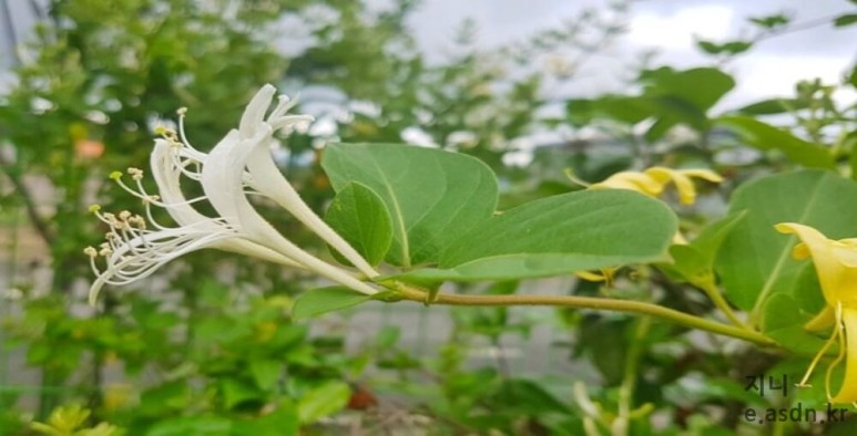 인동덩굴 효능 10가지와 부작용 총정리