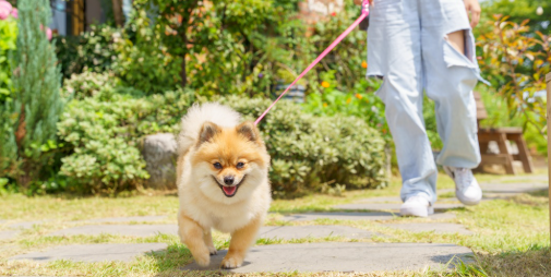 부산 애견동반 여행 1박2일 코스 해운대부터 기장까지 실내 식당 & 숙소 총정리