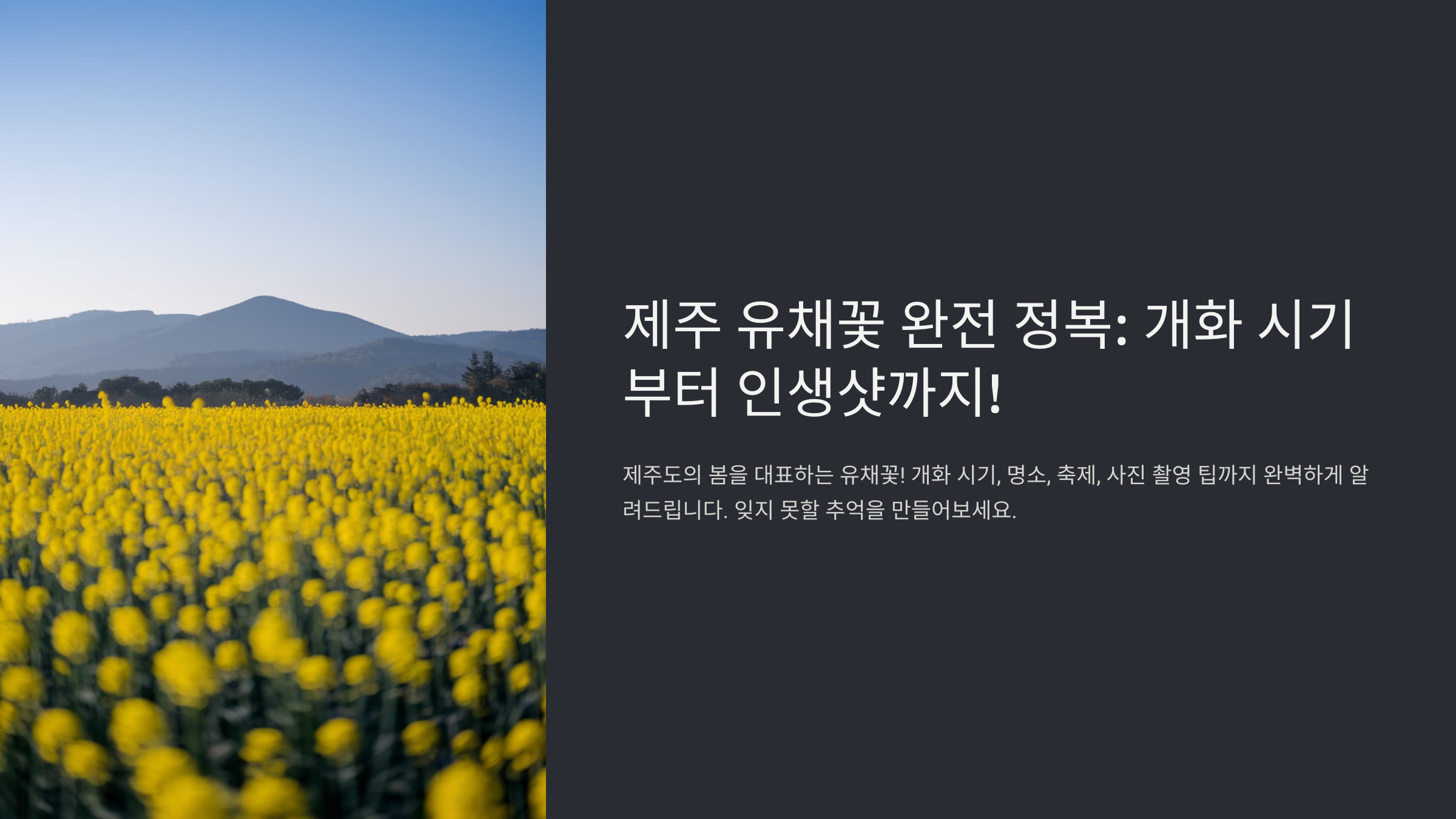 제주 유채꽃 피는 시기와 명소